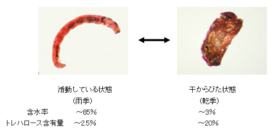 乾燥しても水に戻すと何度でも生き返る昆虫「ネムリユスリカ」のメカニズムを解明！