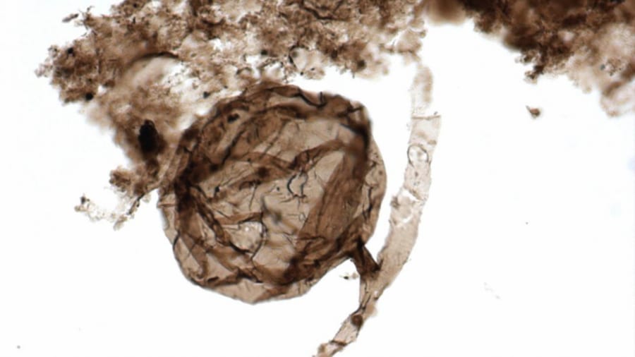 最古の菌類の化石が発見　10億年前は思ったより「現代的」かも…