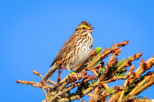 鳥に「新しい歌」を教えられることが判明