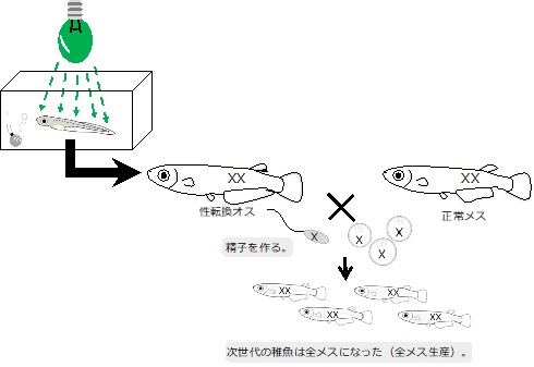 性転換ビーム！？緑色の光を当てるとメダカの性別が変わることが判明