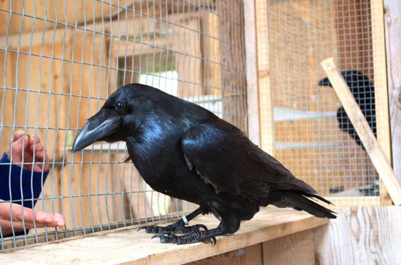 鳥類史上初！　ワタリガラスは仲間へ感情を伝染させる能力があると判明