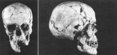 死海文書を書いた人物が判明？ 発掘された人骨の正体とはの画像 2/3