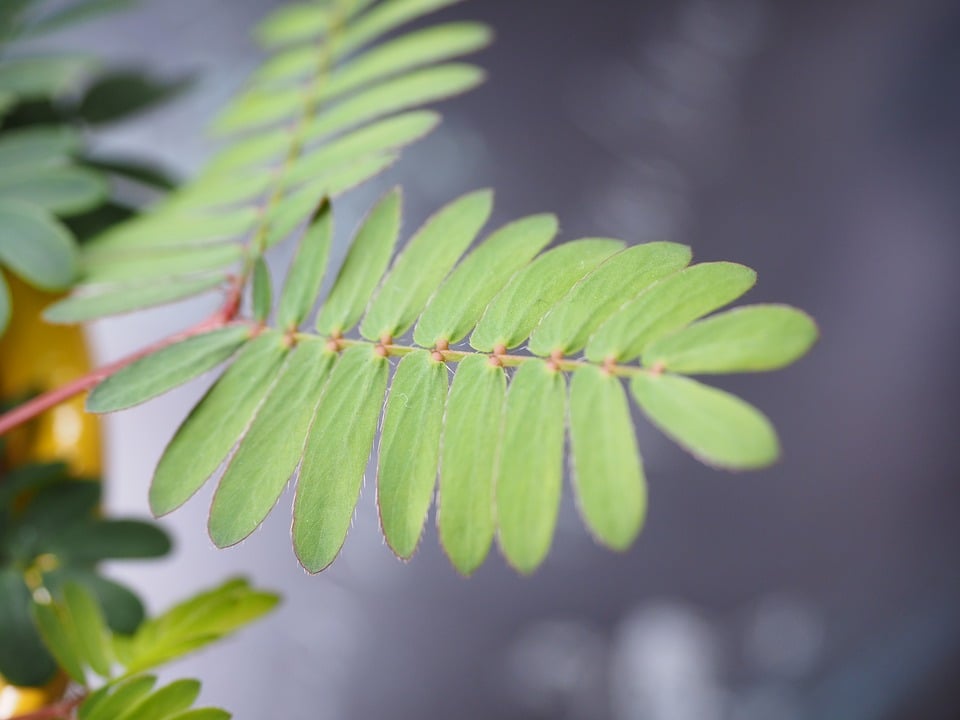 植物に麻酔薬をうった結果・・・の画像 3/3