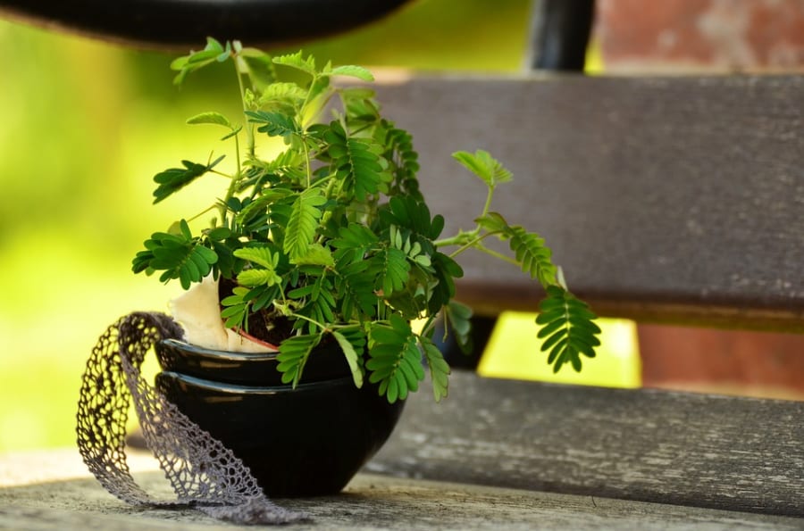 植物に麻酔薬をうった結果・・・