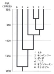 ビッグフットは実在していた!?「史上最大の霊長類」の系統を特定することに成功の画像 3/4