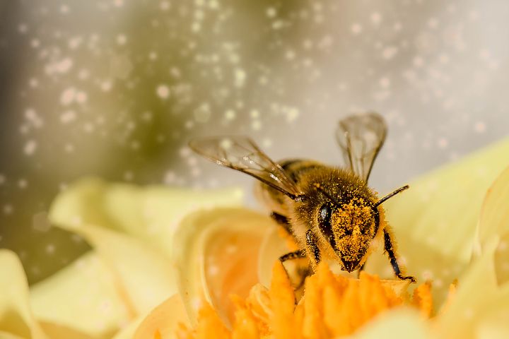 花の蜜を吸う「ハチ」