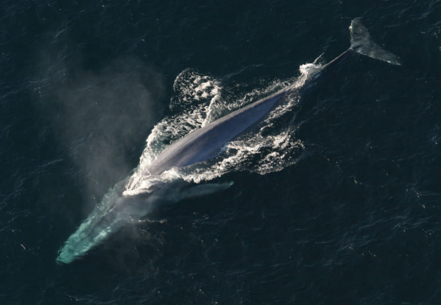 シロナガスクジラの心拍測定に世界で初めて成功　1分間に2回の心拍数でも生存できる！