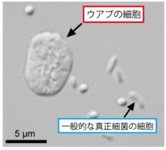 生物の常識を覆す、他の生物を丸のみする新しい原核生物が発見されるの画像 2/3