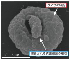 生物の常識を覆す、他の生物を丸のみする新しい原核生物が発見されるの画像 3/3