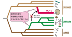 生物の常識を覆す、他の生物を丸のみする新しい原核生物が発見されるの画像 1/3