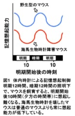 記憶を思い出すには「体内時計」の働きが必要であることを発見の画像 2/3