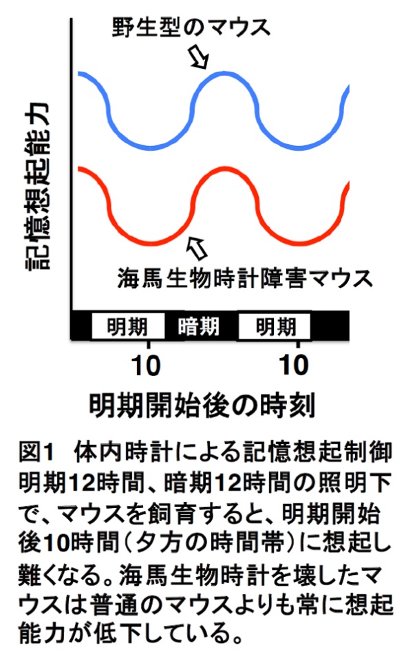 記憶を思い出すには「体内時計」の働きが必要であることを発見の画像 2/3