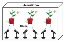 ストレスを感じた植物は「超音波の悲鳴」をあげるの画像 3/5