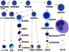 骨髄移植した男性の精液から「ドナーのDNA」しか検出されない事態が発生の画像 3/5