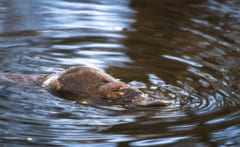 なぜ鳥じゃないのにクチバシがあるの？不思議な珍獣カモノハシの生態の画像 2/5