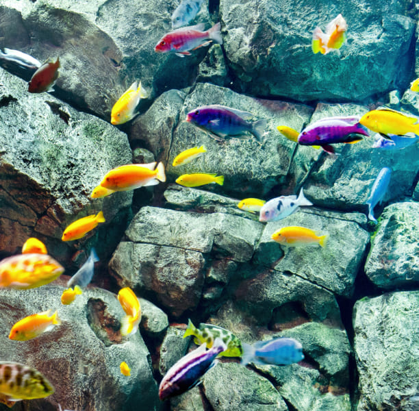 魚は水が濁っていると「間違った相手」と交配し、新種を生み出してしまう