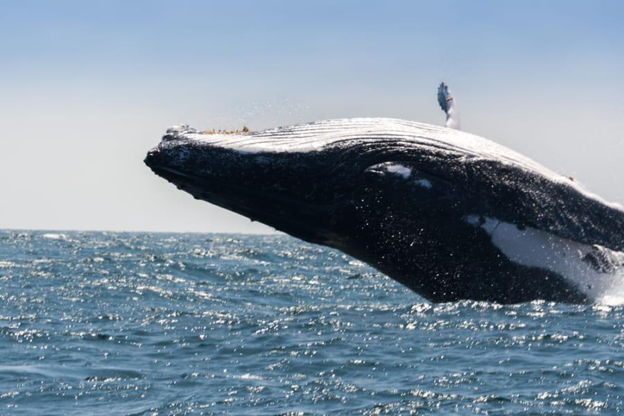 クジラが巨大な理由は「エネルギー効率」の圧倒的な高さにあった