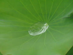 【台所革命】プラスチックの細菌を「自律的」にはじく技術が開発されるの画像 2/3