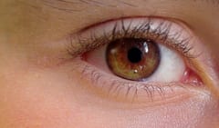 人には光の強度のみを感知する「第三の視覚」があったの画像 1/3