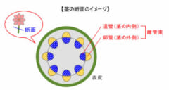 ストレスを感じた植物は「超音波の悲鳴」をあげるの画像 4/5