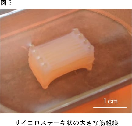 世界初の培養ステーキ肉が爆誕！ いったいどうやって作ったの？