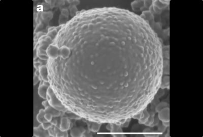 太古の地球生物を食い尽くした「奇妙な古細菌の一族」の起源に迫る研究