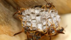 昆虫界では異例！仲間同士の「顔」を見分けられるハチの秘密が解明されるの画像 3/3
