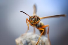 昆虫界では異例！仲間同士の「顔」を見分けられるハチの秘密が解明されるの画像 1/3