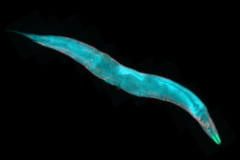 線虫の寿命を500％延長させることに成功「人間の400歳分」の画像 1/3