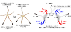 ヒトデの「前」ってどっち？クモヒトデは触られた腕の2つ隣を前方と認識するの画像 3/3