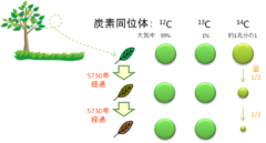 古い物の年代を調べる「放射性炭素年代測定」とは何か分かりやすく解説の画像 6/8