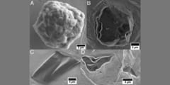 太陽系より古い？地球史上最古の物質が隕石から発見されるの画像 1/4