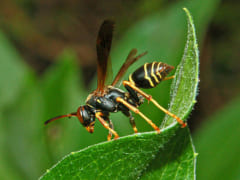 昆虫界では異例！仲間同士の「顔」を見分けられるハチの秘密が解明されるの画像 2/3