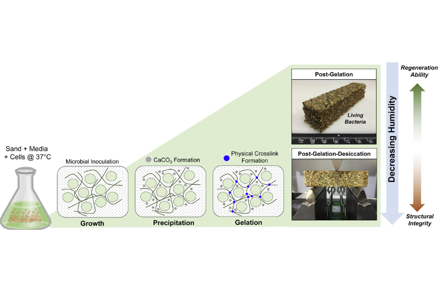 バクテリアで再生？前代未聞の「生きたコンクリート」が開発される