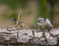 「メスに食べられずに交尾するにはどうしたら…」クジャクグモの解決策がおもしろい【虫注意】の画像 2/4