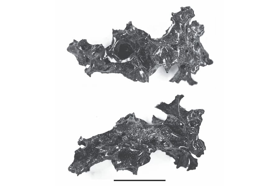 ヴェスヴィオ火山の犠牲者から脳が「ガラス化」した遺体が発見される