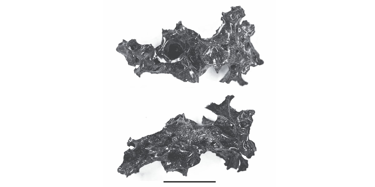 ヴェスヴィオ火山の犠牲者から脳が「ガラス化」した遺体が発見されるの画像 1/1