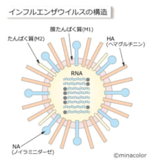 ついにインフルエンザABC型すべてに対応するワクチンが開発されるの画像 2/3