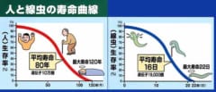 線虫の寿命を500％延長させることに成功「人間の400歳分」の画像 2/3