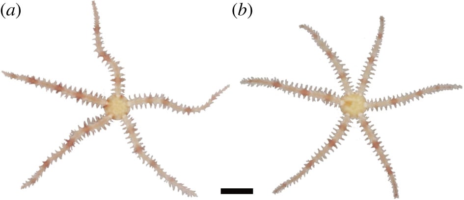 ヒトデの「前」ってどっち？クモヒトデは触られた腕の2つ隣を前方と認識するの画像 2/3