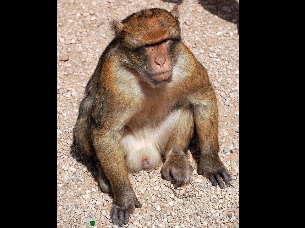 意識の発生源がわずか3ミリの脳組織であることが判明の画像 2/3