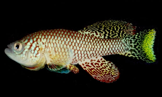 人体の老化を止める鍵を「アフリカの魚」から発見か　健康を保ちつつ細胞分裂をストップ