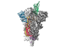新型コロナの「ヒトの細胞にくっつく吸盤」のような構造が解明！ワクチン開発に貢献の画像 3/4
