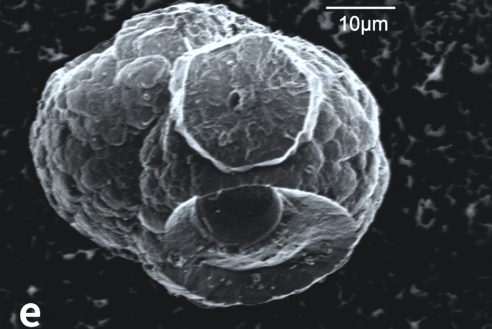 メタンハイドレート内で生活している微生物を発見