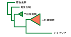 単細胞へ”逆進化”中!?「呼吸しない」多細胞動物が初めて報告されるの画像 2/4