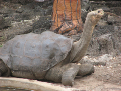 絶滅したはずのゾウガメが30頭発見されるの画像 3/3