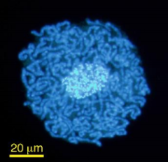 「生物のようなウイルス」と「ウイルスのような生物」が発見され、生物と非生物の境界がゆらぐの画像 3/4