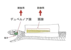 ホタルを食べてその毒性を獲得するヘビ「ヤマカガシ」の画像 2/4