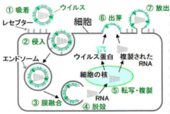 新型コロナの「ヒトの細胞にくっつく吸盤」のような構造が解明！ワクチン開発に貢献の画像 2/4