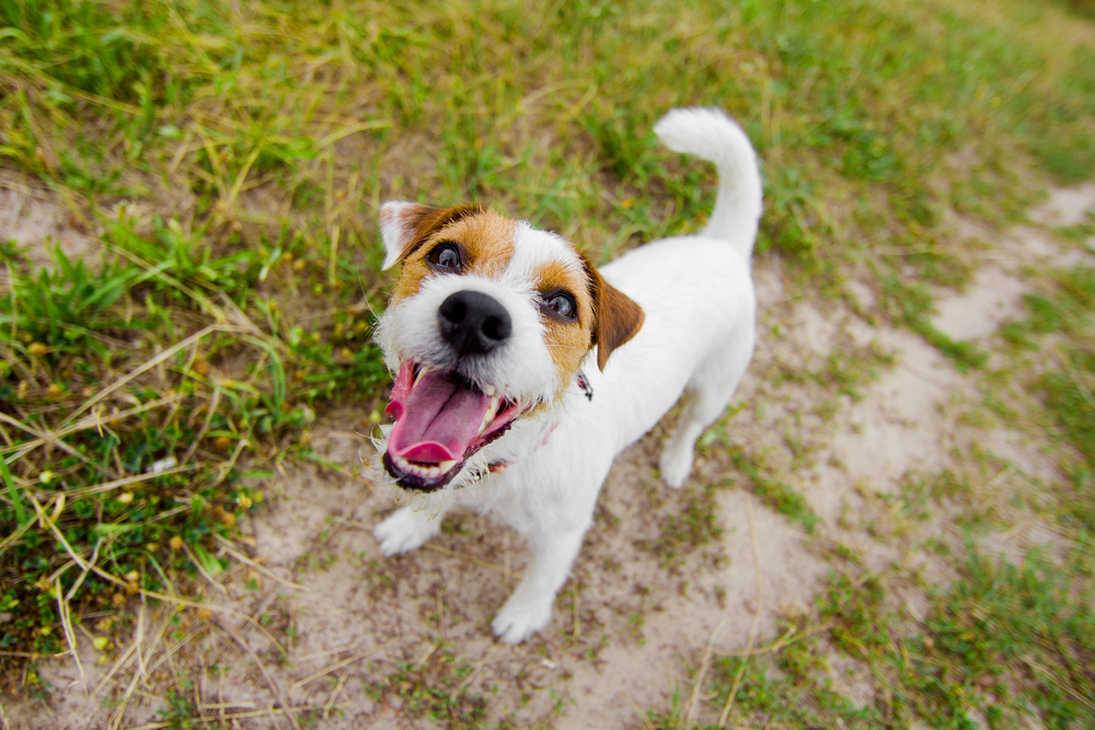 なぜ犬は人間にとって特別なのかの画像 3/4